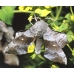 Poplar Hawk Laothoe populi  pupae